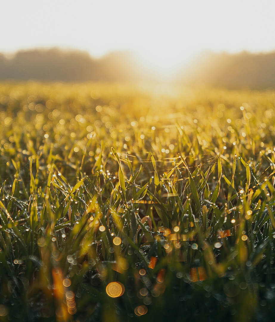 sun-field-1-tinified