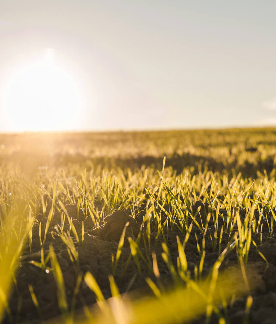 sun-field-2-tinified