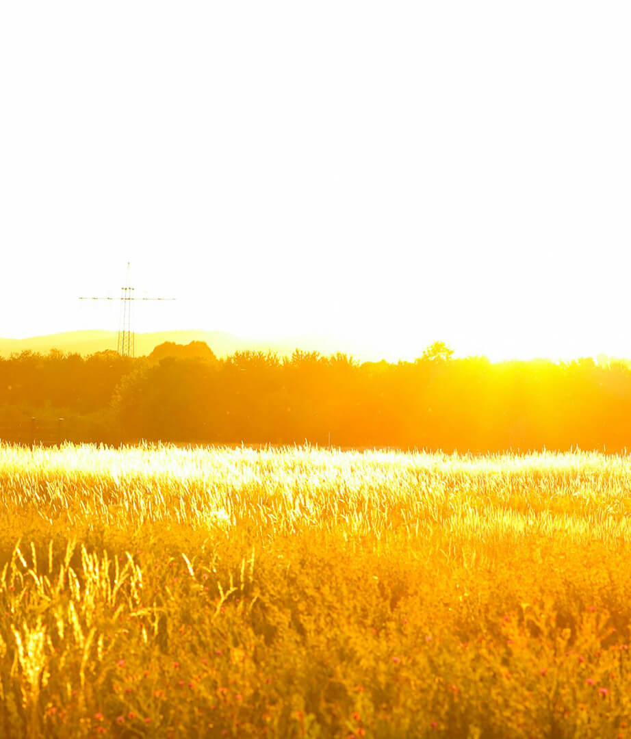 sun-field-4-tinified